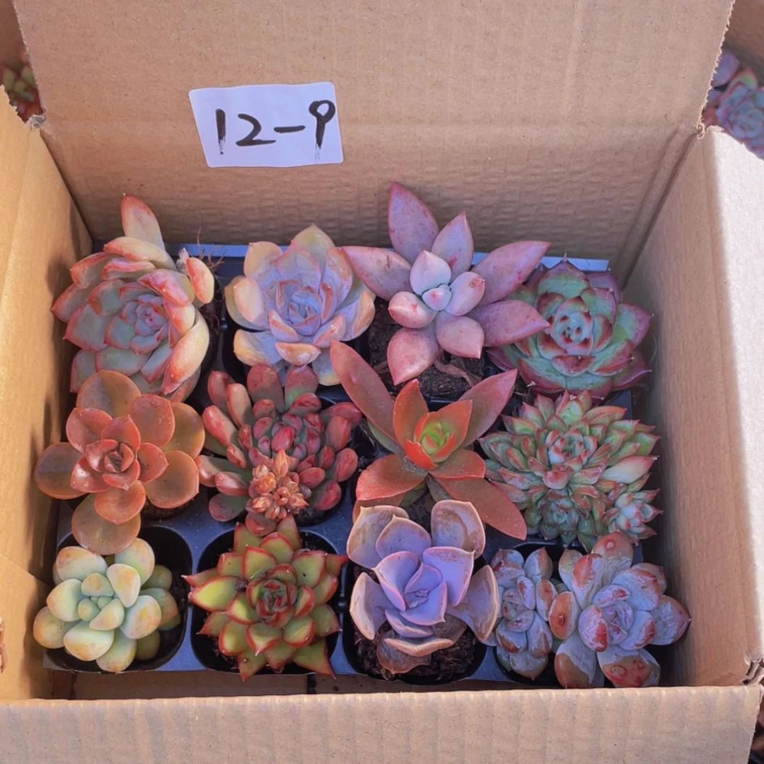 【闪购商品】12颗-9