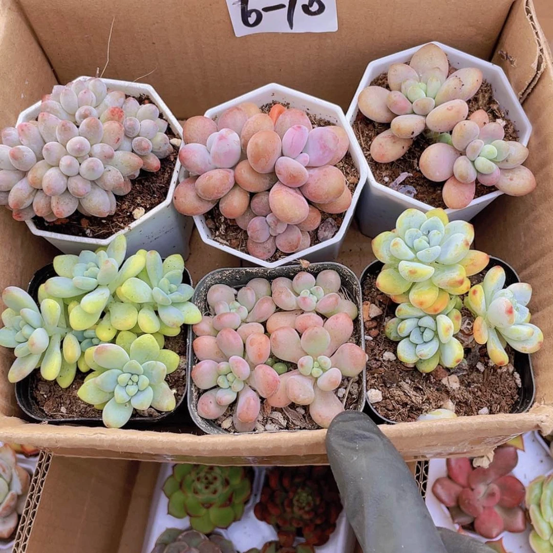 【闪购商品】6颗-10