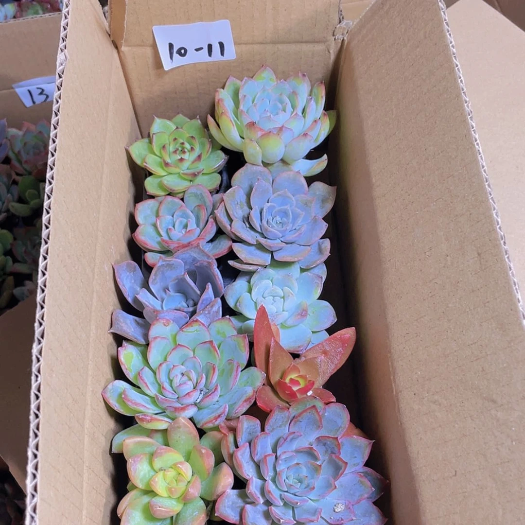 【闪购商品】10颗-11