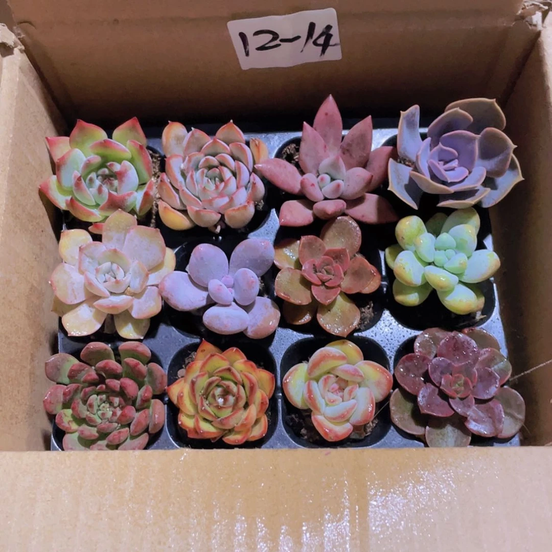 【闪购商品】12颗-14