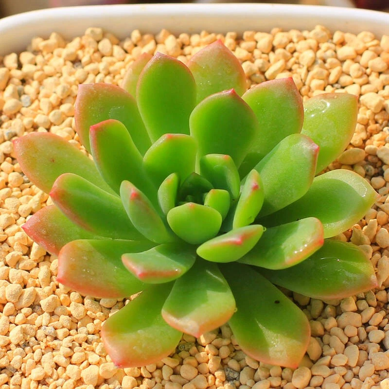 多肉【马库斯】满9.9元包邮发货 以直播间实物为准 颜色会变化