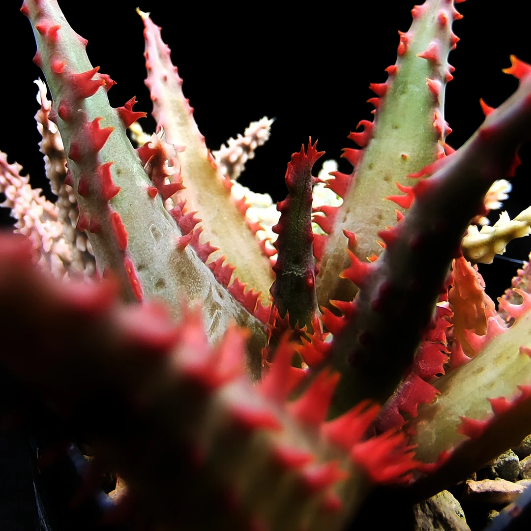 实生园艺芦荟带根沙漠多肉植物-火红大牙齿【小白君の多肉王国】