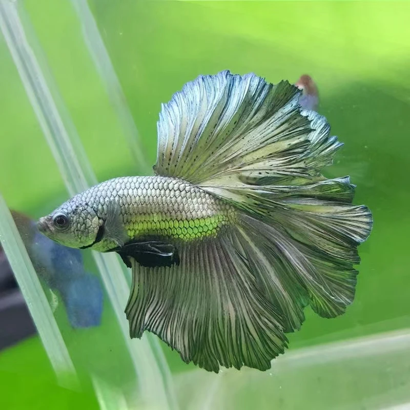 25号-48号精品泰国小型观赏鱼斗鱼半月狮王将军斗鱼