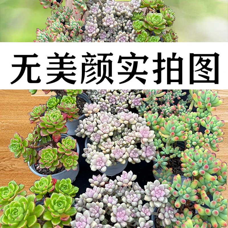 满满一整箱多肉植物组合小老桩混发 三盆品种不重复