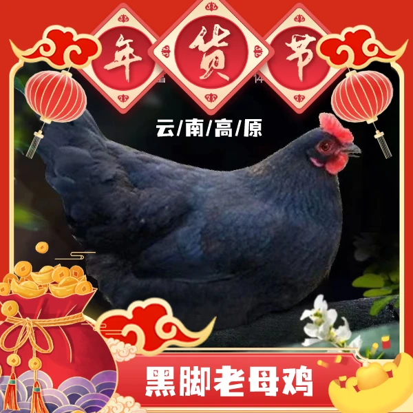 云南土鸡 散养 两只4.8斤 冷冻老母鸡土鸡现卖