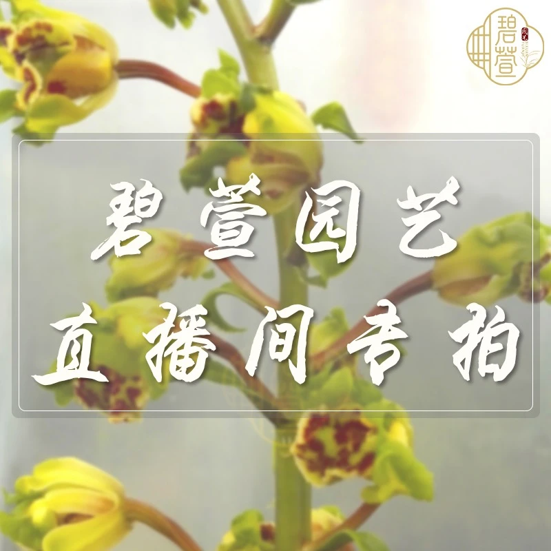 碧萱园艺蕙兰 春兰 建兰 莲瓣兰 兰花 （拍下备注）