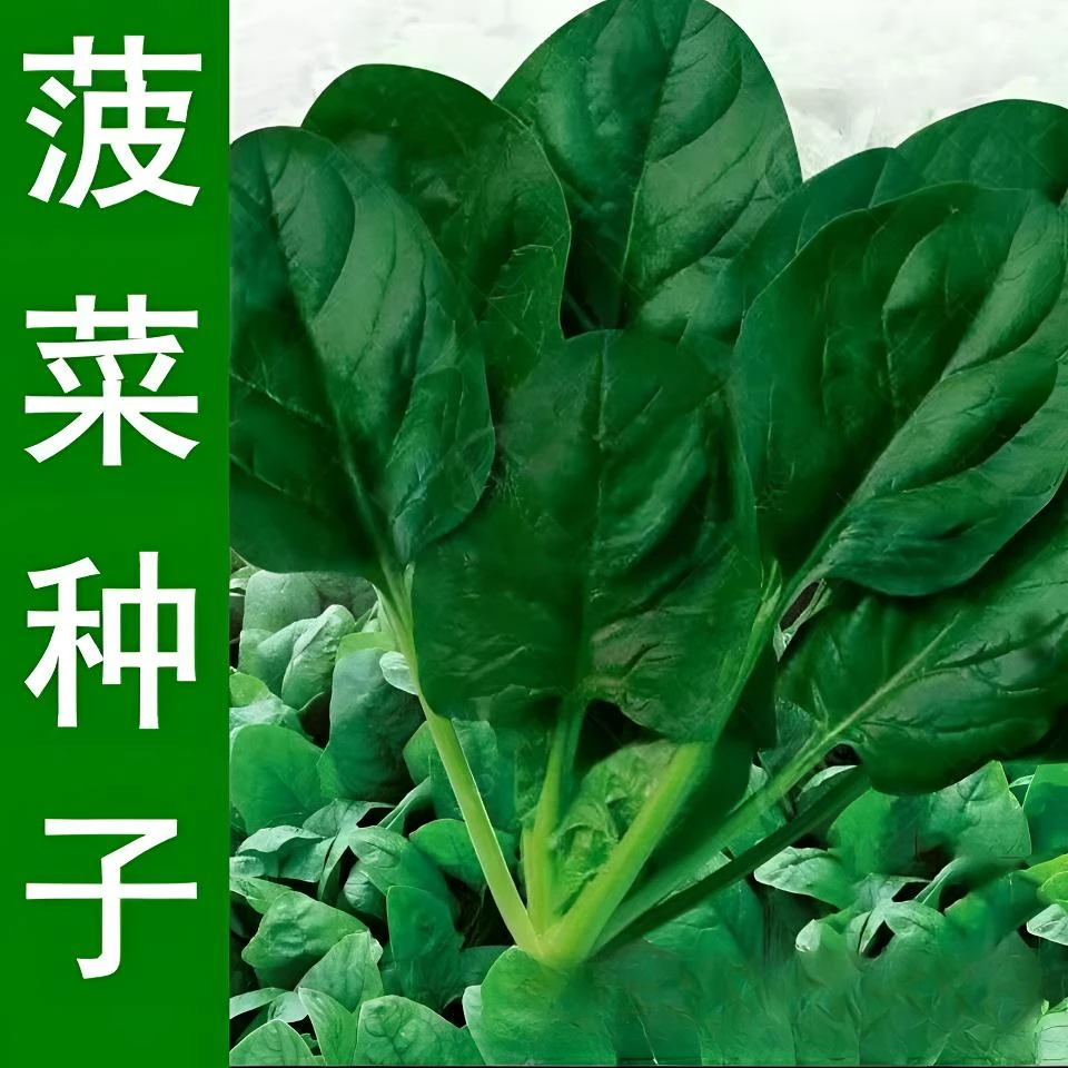 【全场满5元包邮】100 大叶菠菜种子
