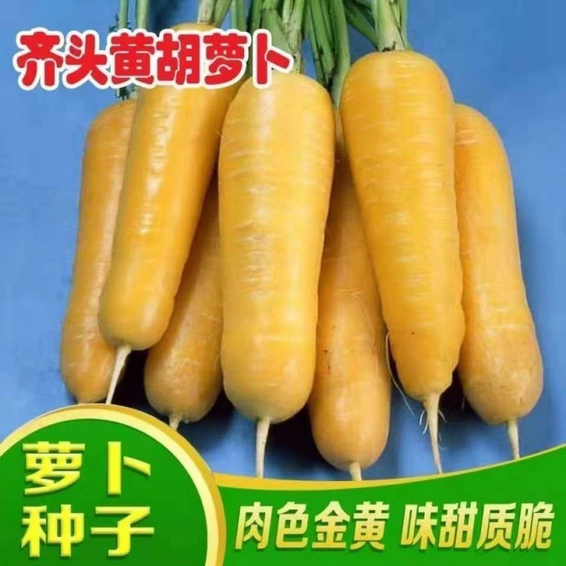【全场满5元包邮】81 齐头黄胡萝卜种子