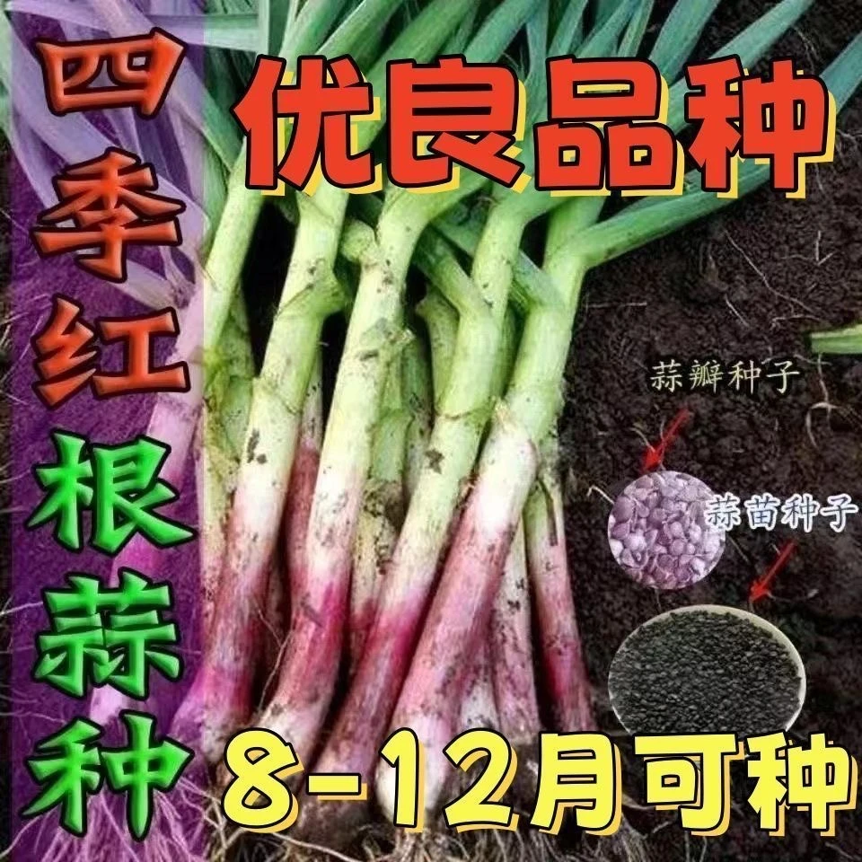 【全场满5元包邮】6 红根蒜苗种子
