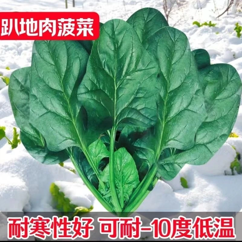 【全场满5元包邮】109 趴地菠菜种子