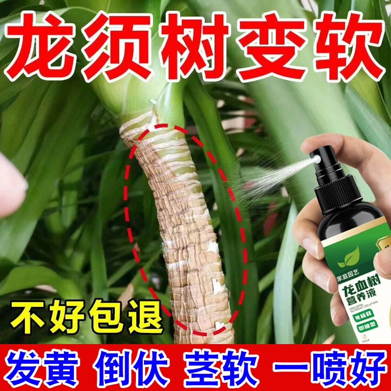 龙须树专用肥营养液一喷绿叶子发黄枝干变软变蔫干尖黄斑龙血树