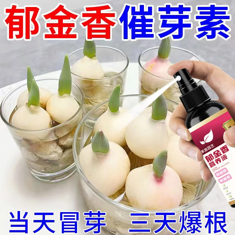 【一喷出芽】郁金香营养液防生长缓慢不发芽促芽催花水培植物专用
