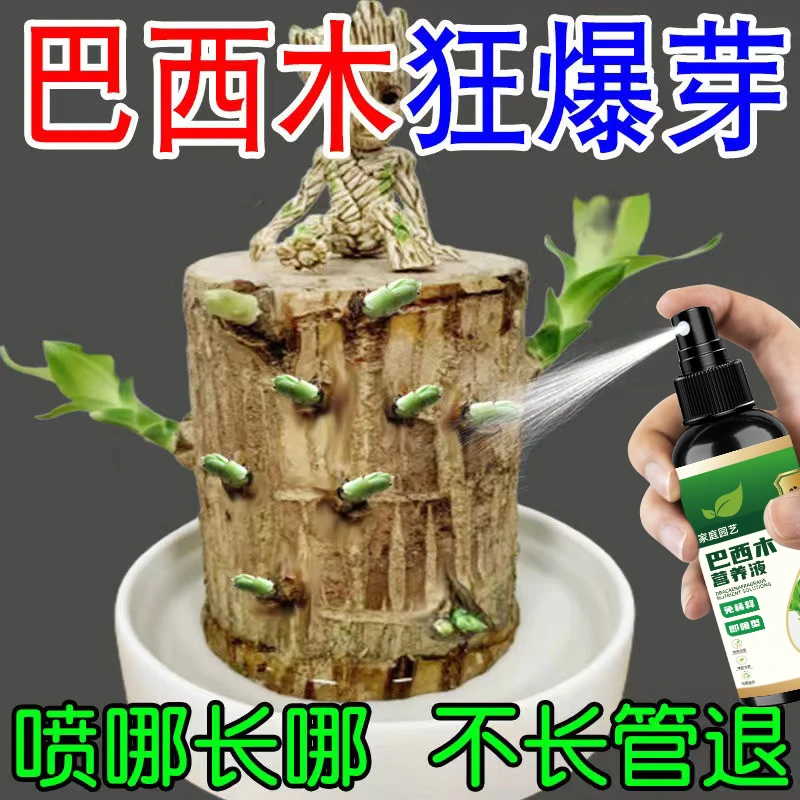 巴西木营养液专用幸运木水培促生长爆芽防黄叶底部发霉生根液体肥