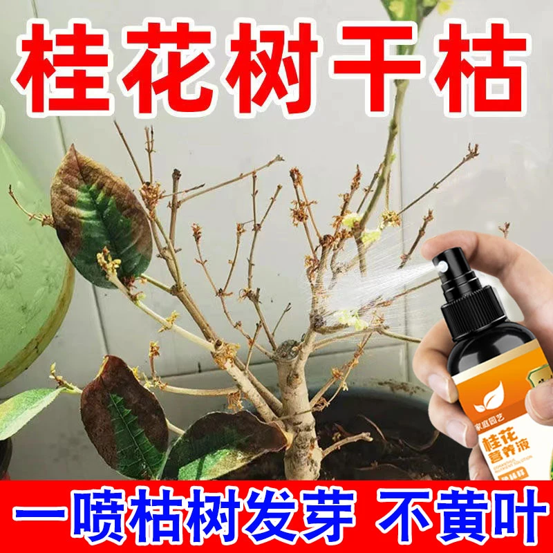 桂花急救】桂花树叶枯病专用营养液花肥叶子发黄枯萎不开花促开花