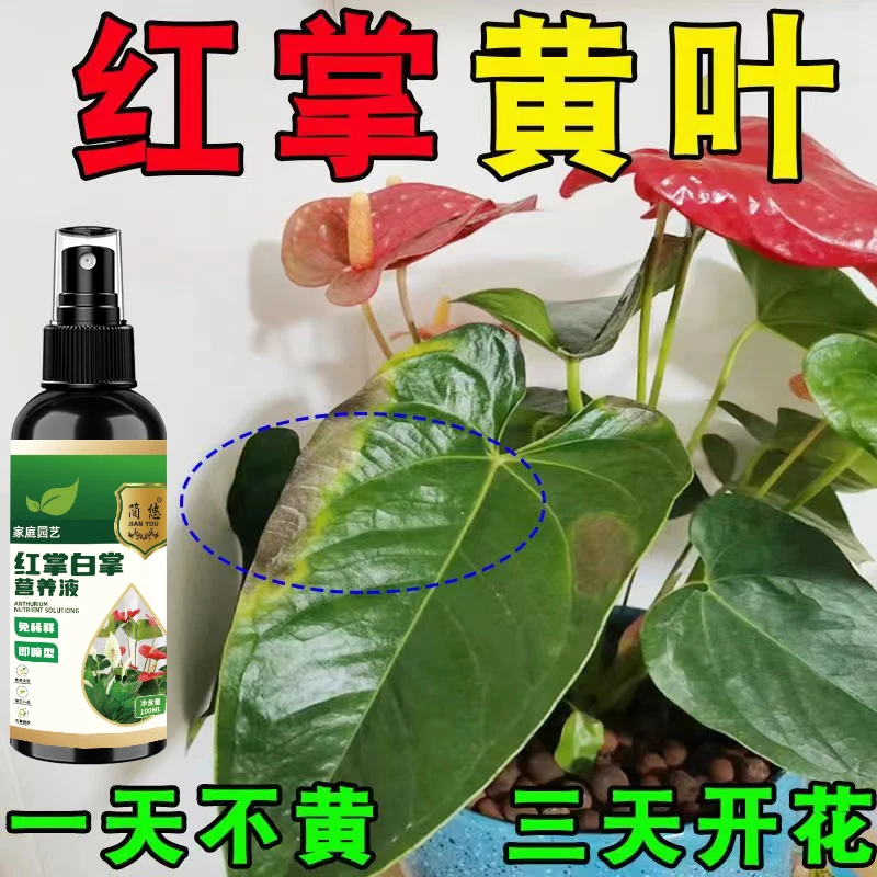 【急救】红掌营养液专用肥料叶子发黄干枯叶斑病一帆风顺液体肥料
