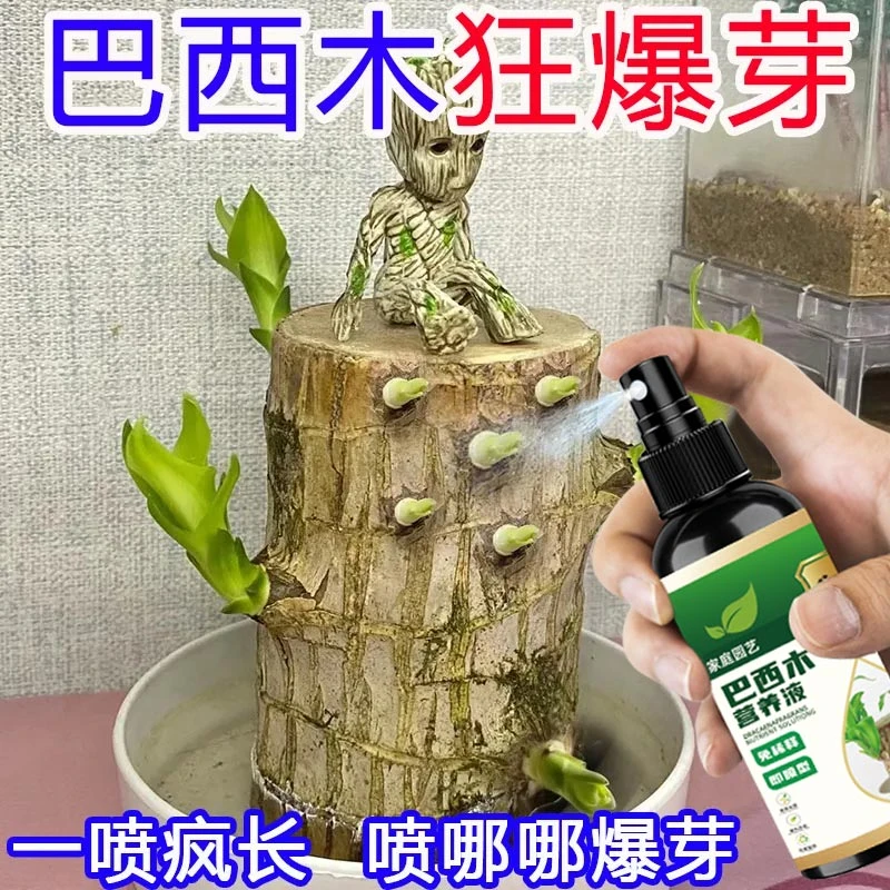 巴西木专用营养液催发芽促生根肥料稳开花补微量元素防发霉烂根