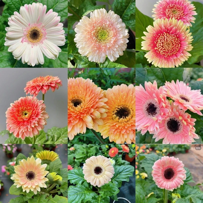 【木兰家】矮秆非洲菊盆栽花卉（一物一拍.备注尾号）NO售后