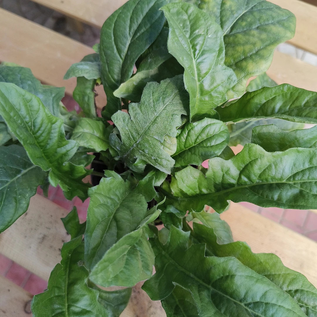 【木兰家】非洲菊矮杆青棵苗（无售后）