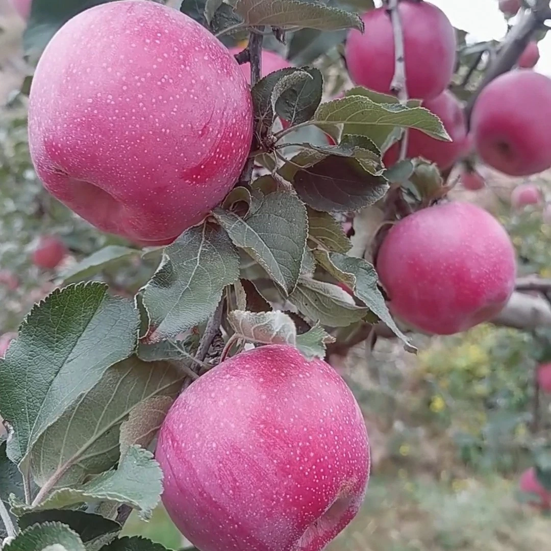 甘肃静宁水红秦冠12枚 直径82-85mm  脆甜多汁 包邮到家
