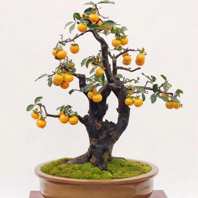 金弹子盆景原生母弹金弹子小微型盆景素材庭院植物发财树