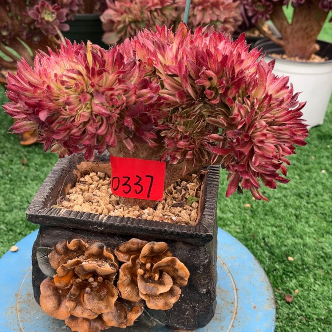 【闪购商品】666666