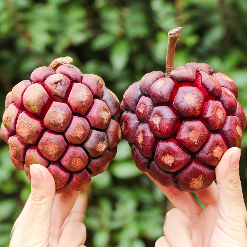 黑老虎布福娜果水果恶魔果实新鲜纯天然罕见稀有当季稀奇尝鲜食用