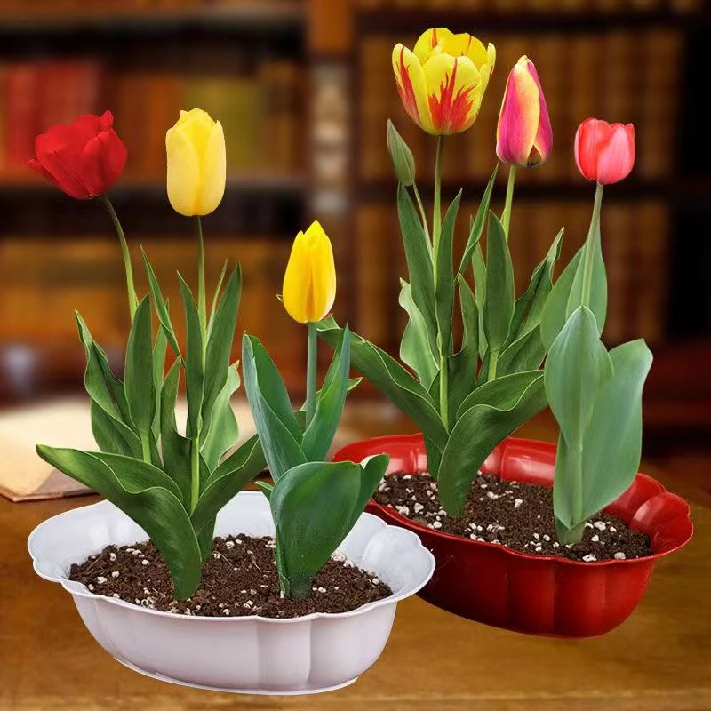 进口荷兰正品郁金香种球花卉绿植四季开花水培土培客厅阳台植物