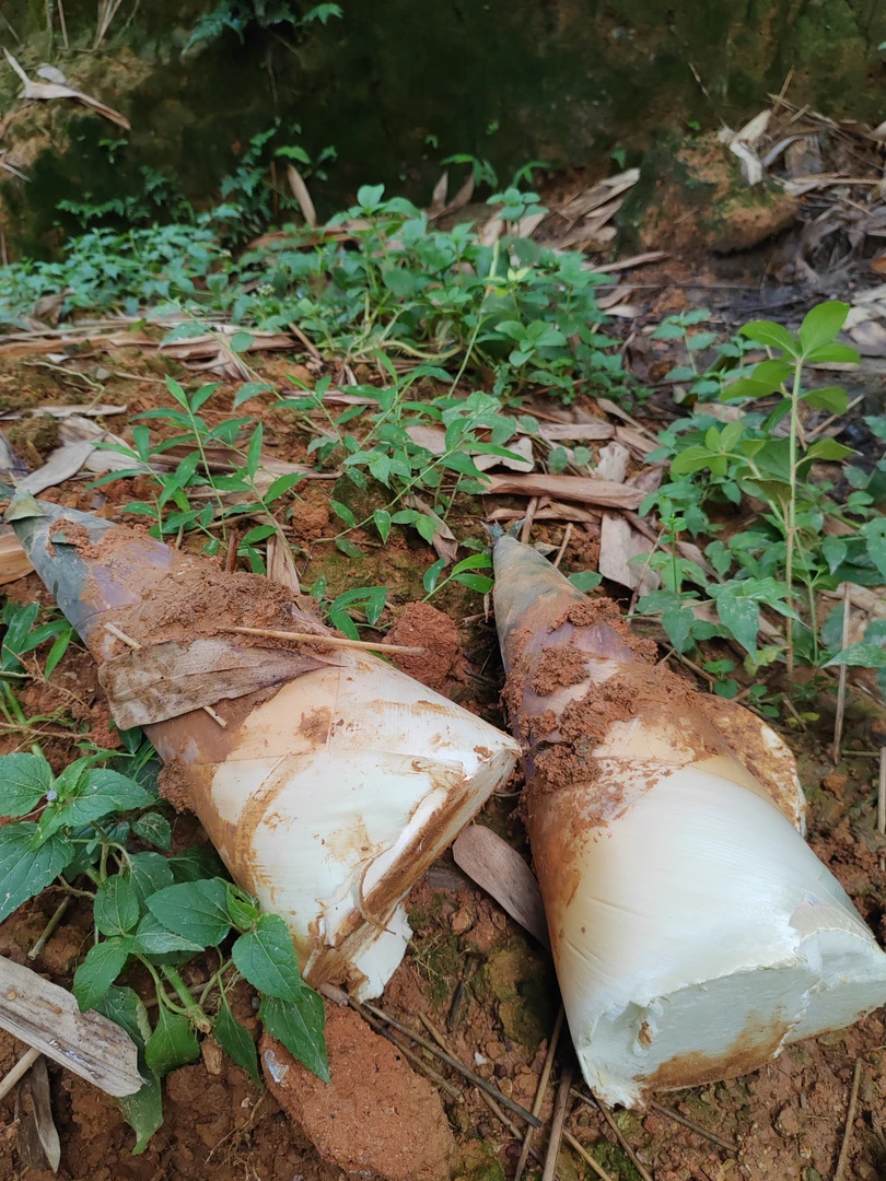 潮汕埔田竹笋新鲜现挖嫩笋鲜嫩竹笋1斤