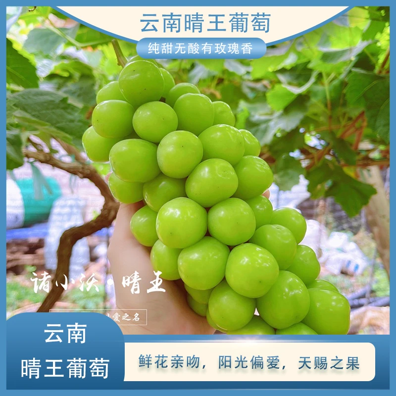 【顺丰】晴王阳光玫瑰葡萄 花香味葡萄 甜 现摘现发3斤