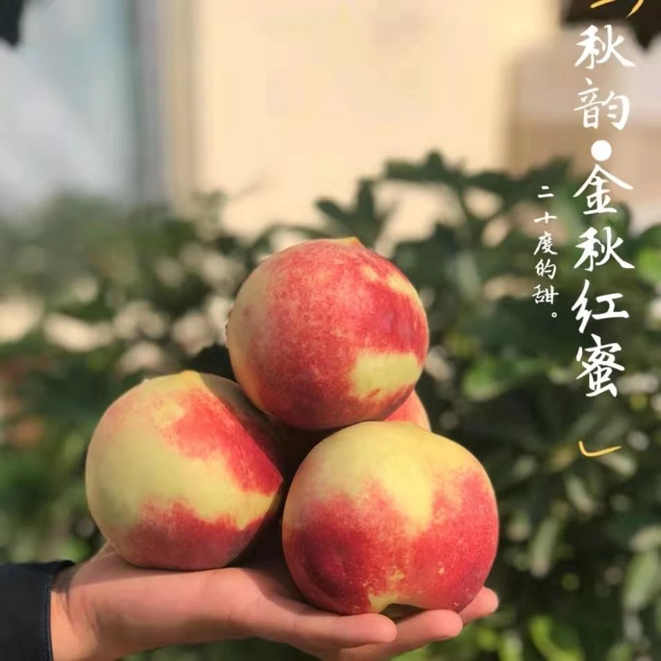 晚熟山东秋桃 金秋红蜜 甜脆可口 甜甜甜 好吃4.5斤