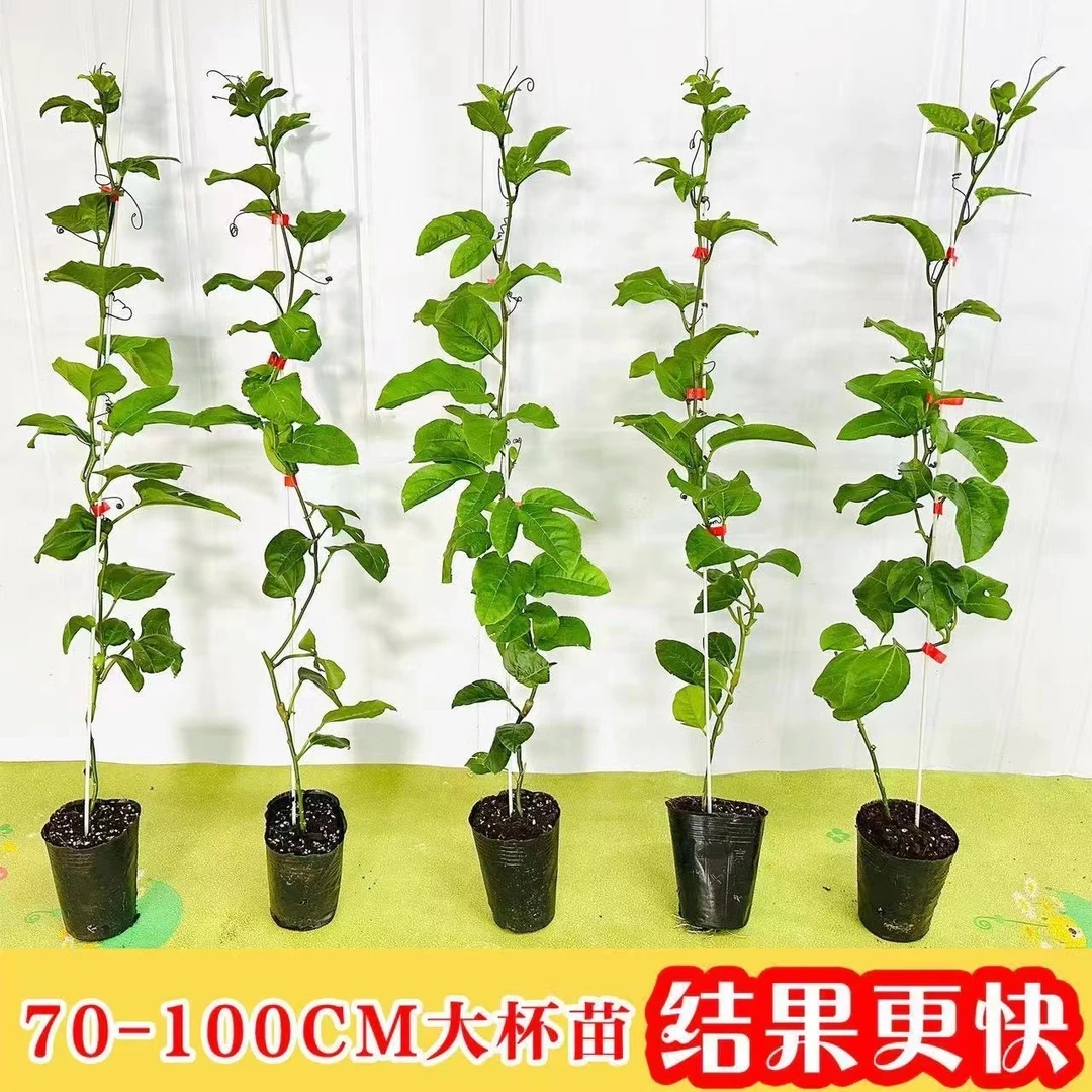 钦汇农纯甜黄金9号百香果苗嫁接树果成活种植苗木坐果高品质