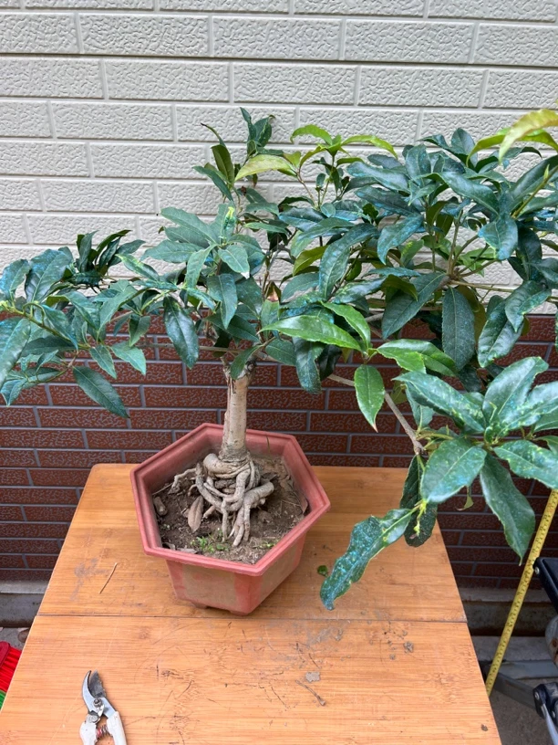 桂花老朱砂嫁接三年苗枝繁叶茂，一物一拍