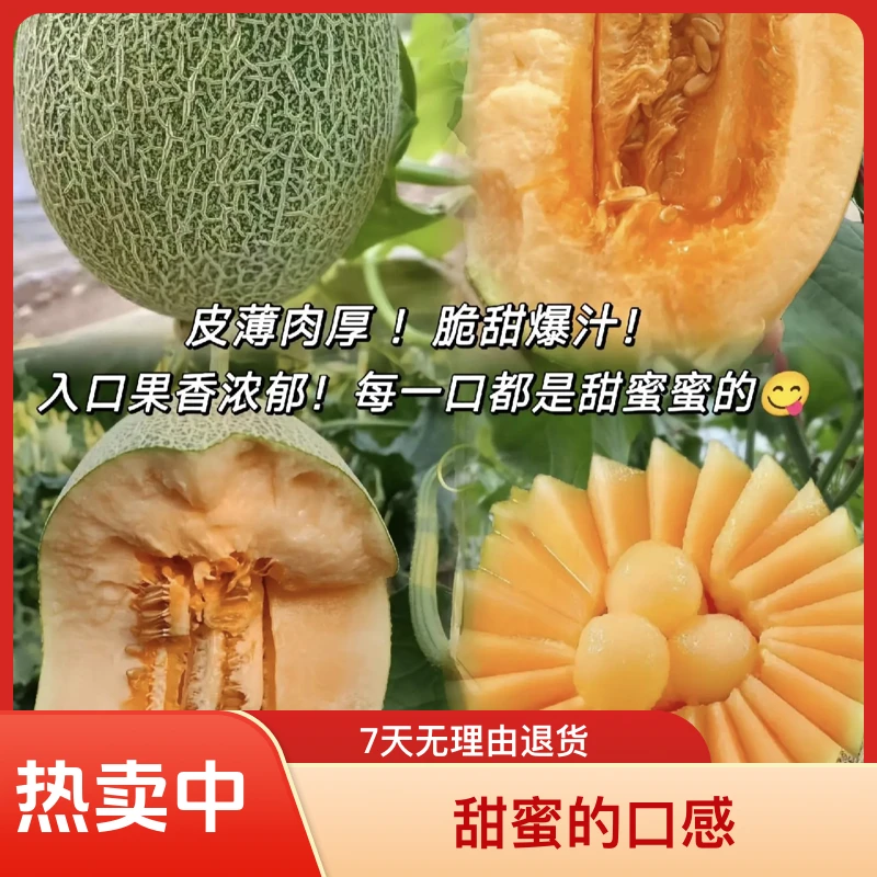 新疆哈密瓜1箱4颗装约20.5斤