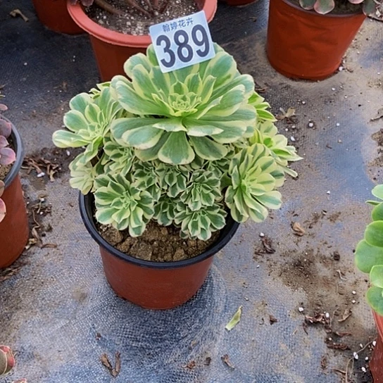 0000000000000000000389迈巴赫