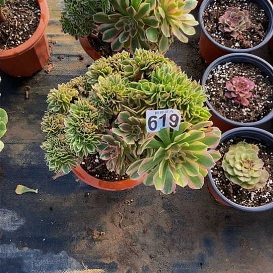 0000000000000000619女郎