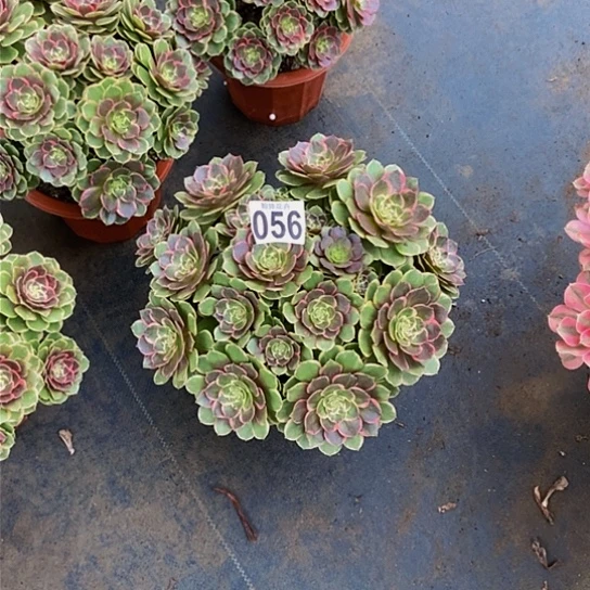 一**你0000000000000000056粉花妖