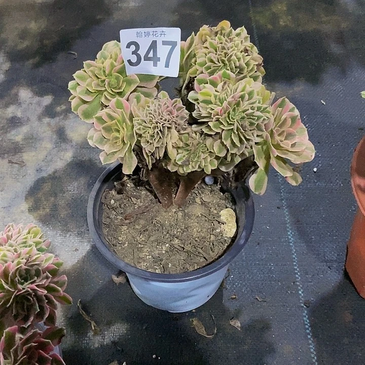 00000000000000000000000347