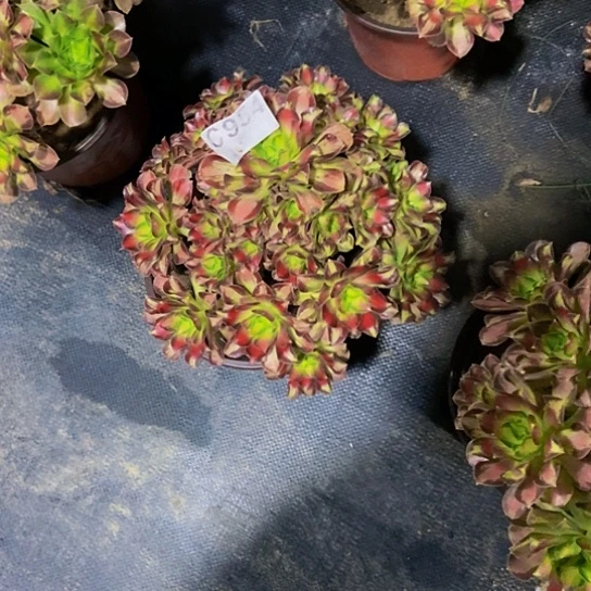 0000000000000954韶华