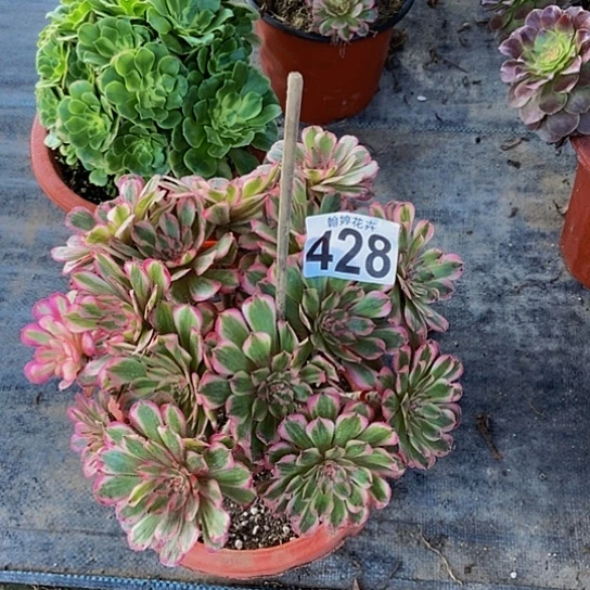 000000000000000000428白月光