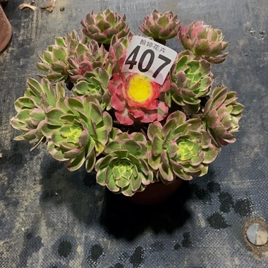 000000000000000000407海王