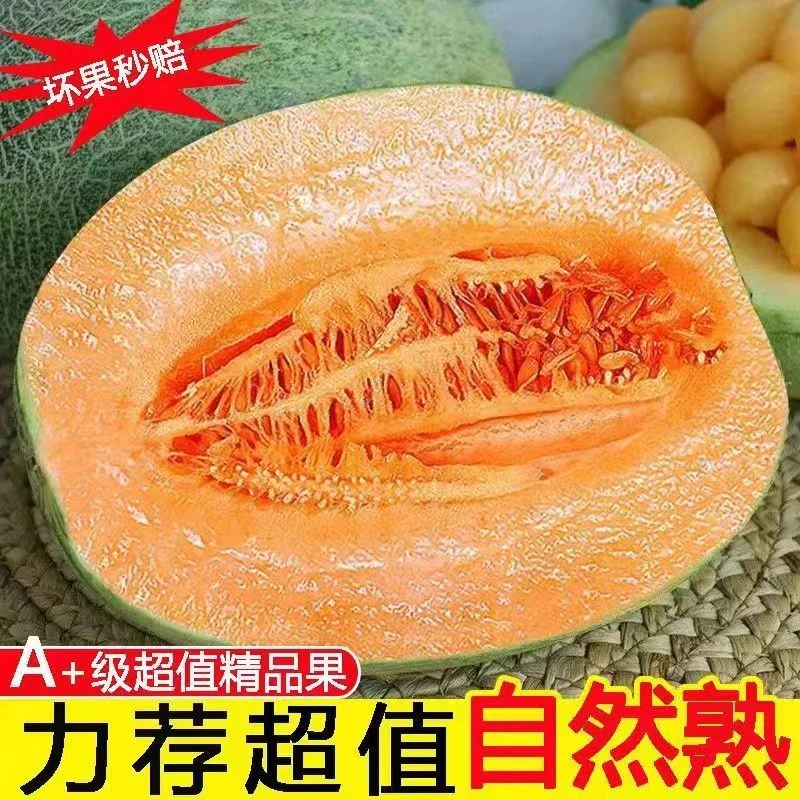 【爆甜】新疆哈密瓜新鲜水果现摘甜瓜网纹西州蜜10斤