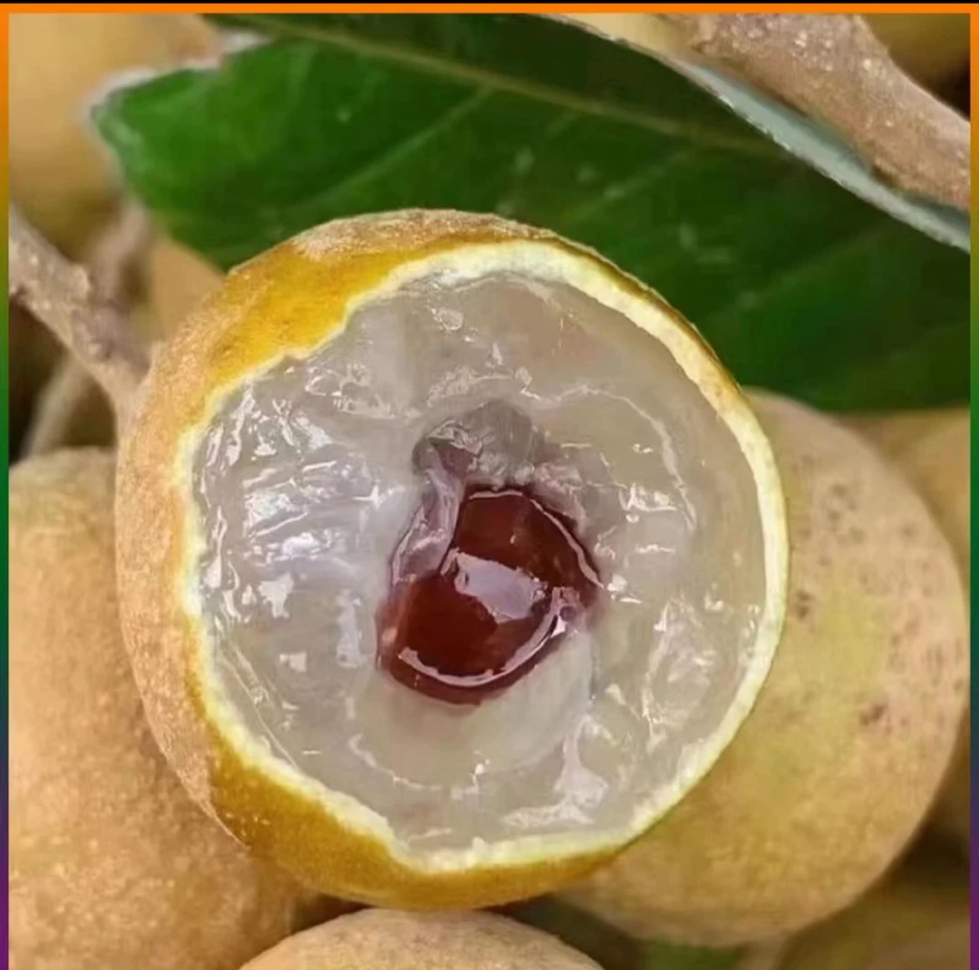 覃斗石硖龙眼现摘现发新鲜皮薄晶莹肉质包赔多汁采摘甜蜜