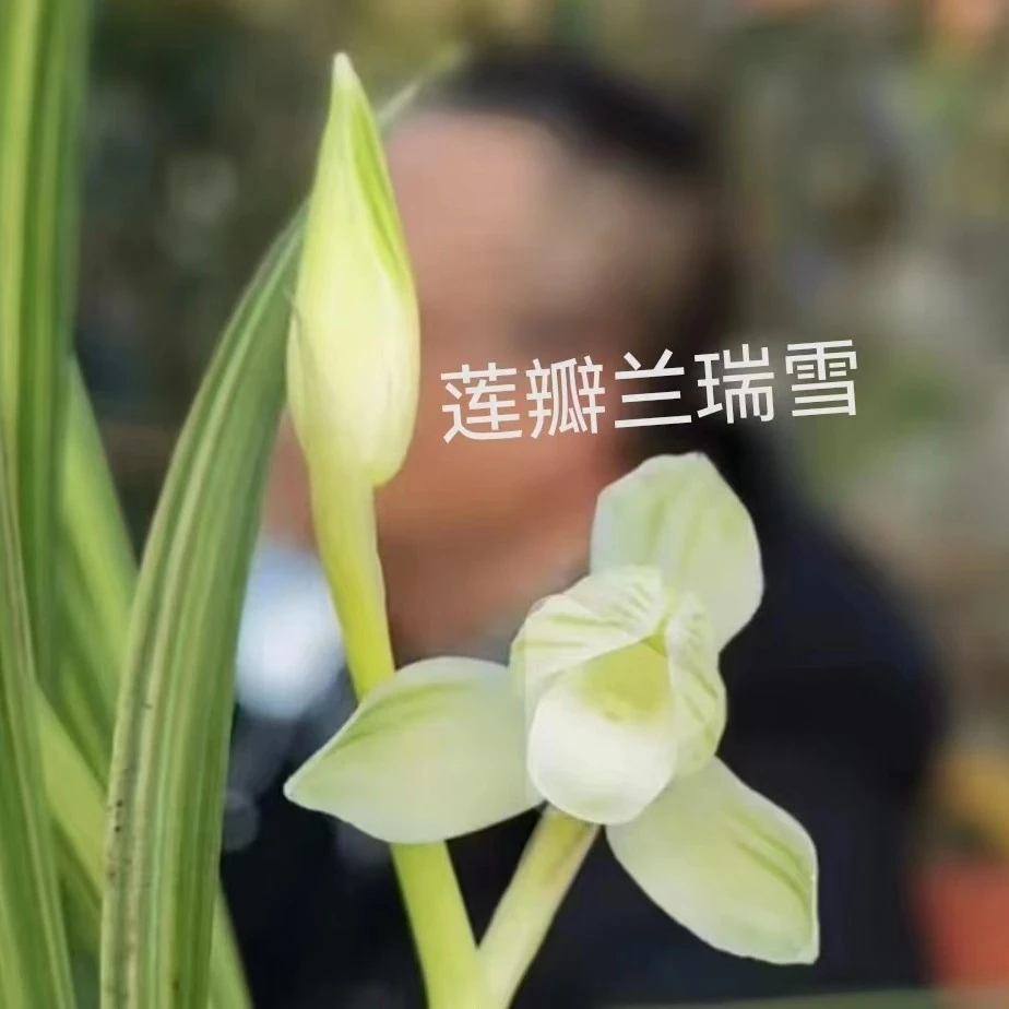 云南观花植物巨划算书房阳台莲瓣兰铭品、一物一拍、请勿私拍兰花