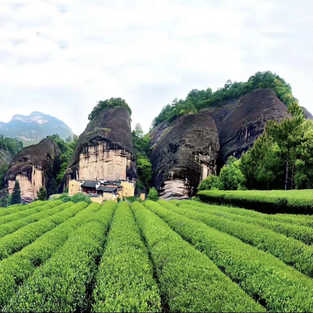 岩茶汇专属改价链接YS升华品鉴装