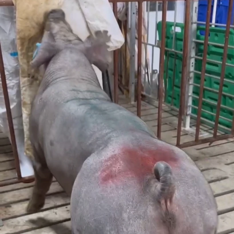 台系杜洛克 冠军级精液 70ml 人工授精 当天现采现发