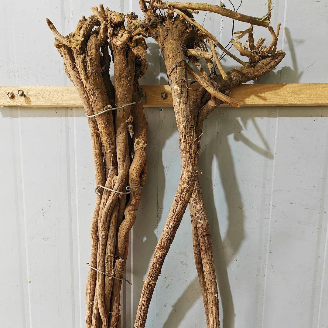 洑记直播改价甘肃岷县正宗黄芪，红芪切片，老根黄芪当归，党参