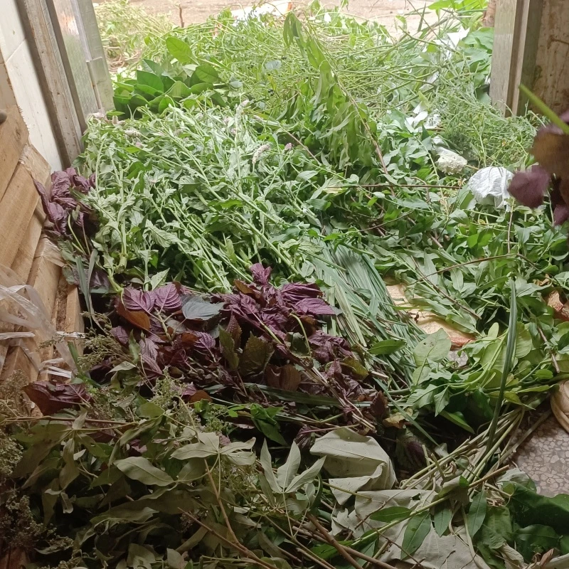 新鲜采摘野生中草艾草五指枫香茅三丫苦