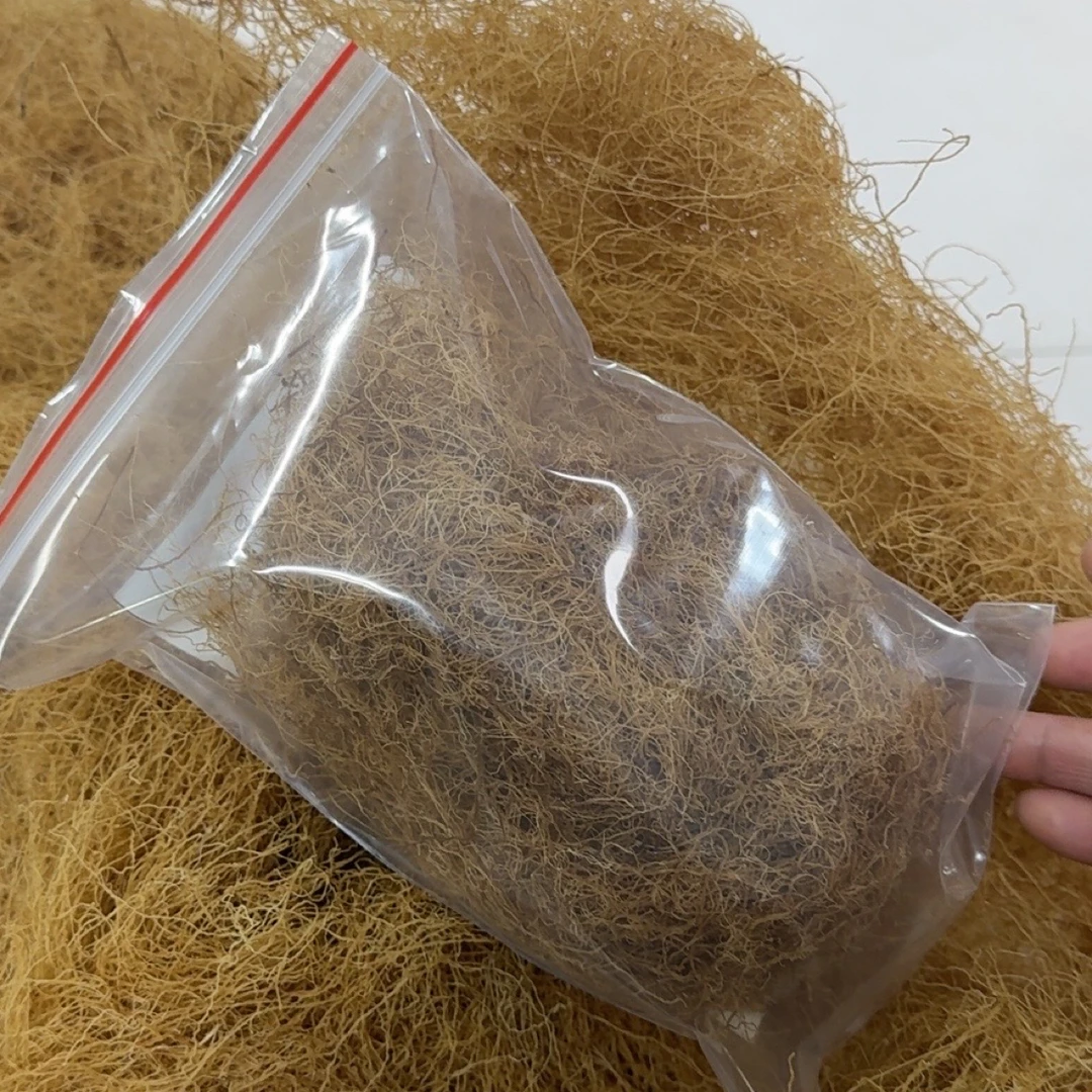 [九毛膏草]汕尾市本港野生海藻海石花九毛膏草 500克