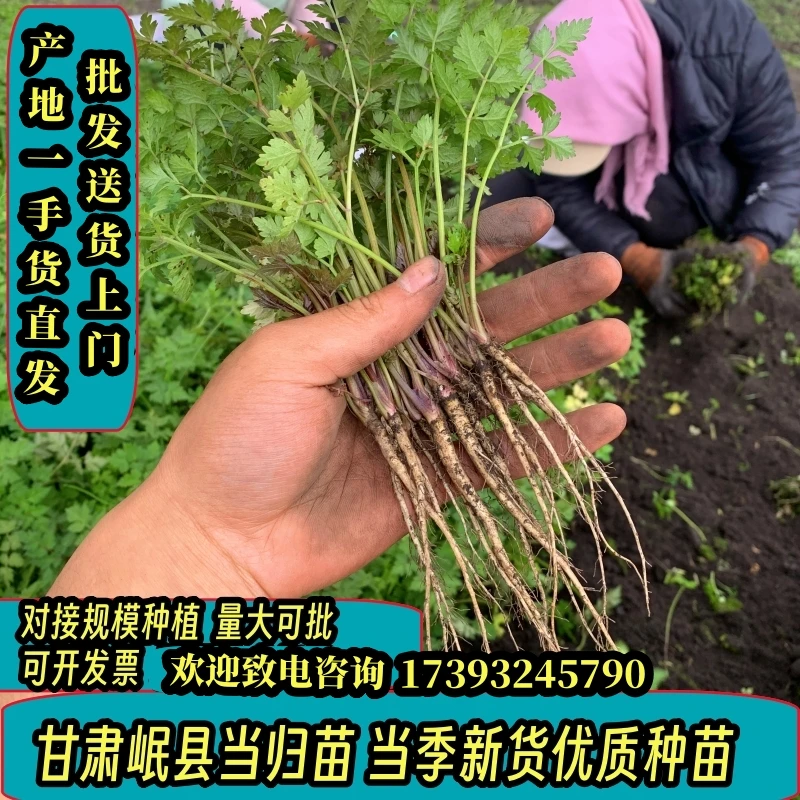 甘肃当归苗党参苗黄芪苗产地直发农家自育2年苗成活率高有坏补发