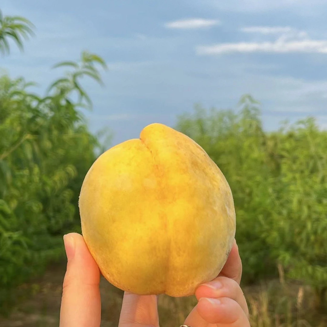 黄桃 水果 湖北总口黄桃 果园采摘 锦绣黄桃
